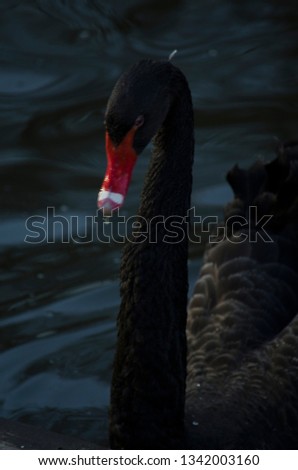 beautiful black swan in the Netherlands
