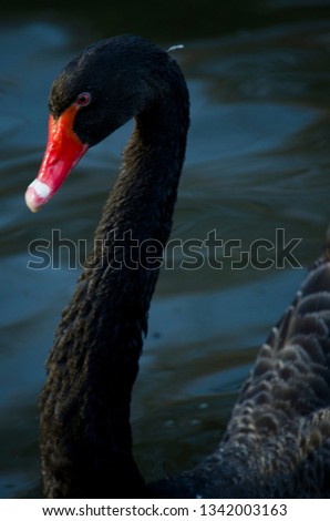 beautiful black swan in the Netherlands