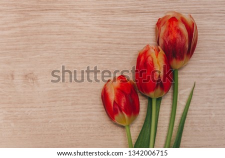 Red tulips on wooden background. Tulips for March 8.
