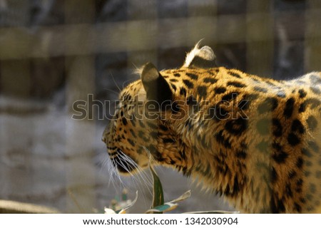 
Leopard in spring