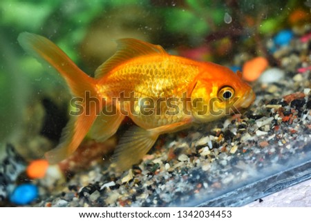 My gold fish 