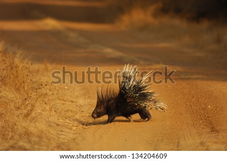 Indian Porcupine on the road