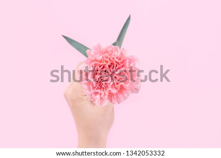 Woman giving a single elegance blooming baby pink color tender carnation isolated on bright pink background, greeting and decor design concept, top view, close up, copy space
