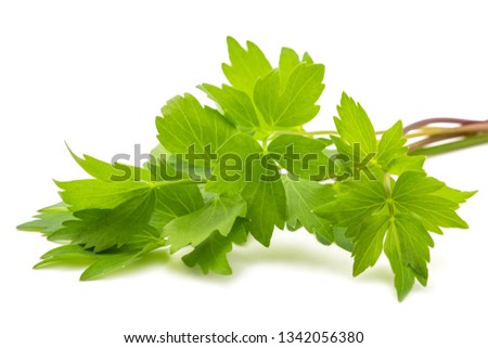 Fresh lovage  (Levisticum officinale) isolated on white background  Royalty-Free Stock Photo #1342056380
