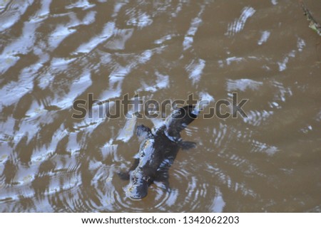 Platypus swimming and feeding, Australia