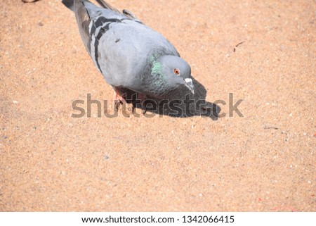 Indian dove or pigeon eating near seashore 