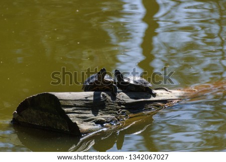 A pair of turtles basking in the sun on a floating log.