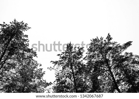 Monochrome photo of pine forest in winter.