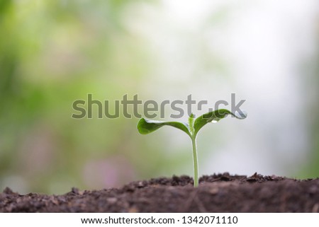 Young green plant growing