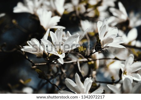 Springtime. Blooming magnolia tree with white flowers.