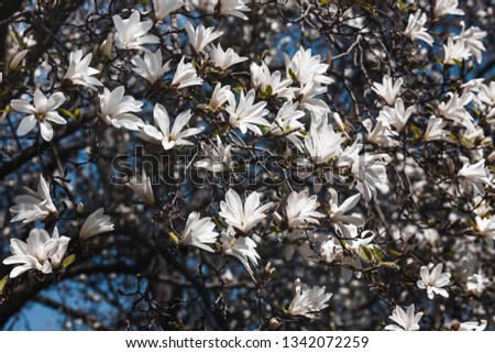 Springtime. Blooming magnolia tree with white flowers.