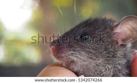 Rat isolate​ on hand, Portrait of a gray rat close-up, Cute baby rat​

