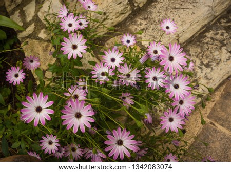 Image of scenic and beautiful Spring flowers on Peloponnese in Greece