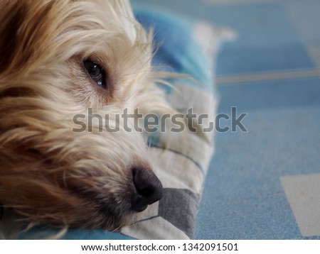 close up picture of young small cute lovely crossbreed dog white pastel brown colour resting relaxing on home garden floor 