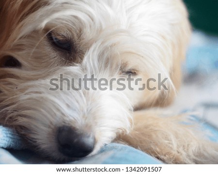 close up picture of young small cute lovely crossbreed dog white pastel brown colour resting relaxing on home garden floor 