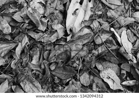 Dry leaf background ,monochrome filter background
