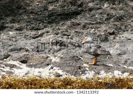 
Gray duck perched on a rock by the Pacific Ocean with many algae in the Chilean Patagonia