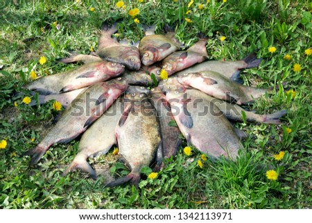 Silver bream with heads together and dandelion flower on green grass background