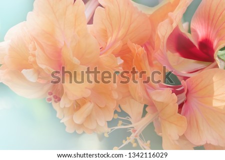 Close up Orange Hibiscus Flower in bloom, soft blur and selective focus. Sweet coral-pink Hibiscus Flower blossom
