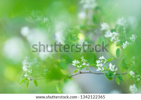 White spring flowers. Flowering Saskatoon (Amelanchier alnifolia).