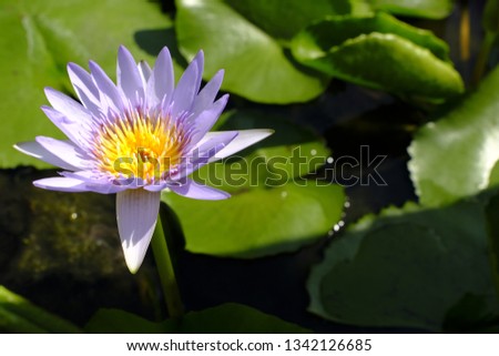 Lotus blooming in the basin at the temple is felling good when looking, Good picture.