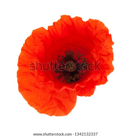 Flora of Gran Canaria - field poppy isolated on white