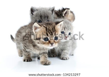group of little kittens sitting together
