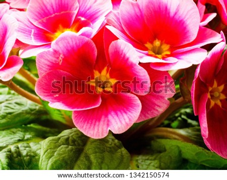 Blossoming primula or primrose flower with pink blooms close up macro        