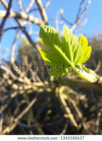 Fig tree leaves