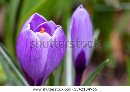 Beautiful violet blossoms of a crocus welcome spring