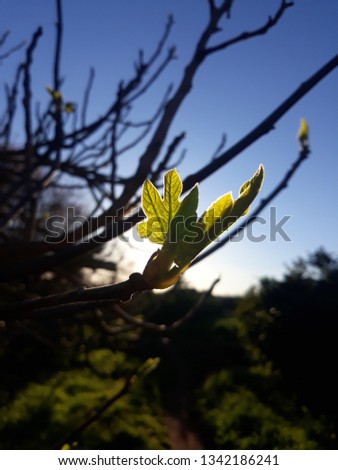 Sun rays behind Fig tree leaves