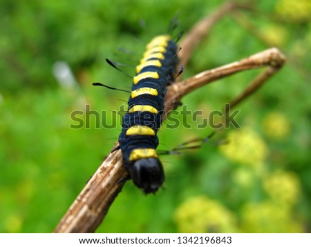 Bright contrast black with yellow spots caterpillar Acronicta alni on a yellow flower close-up on a blurred background of green leaves on a summer day in the garden