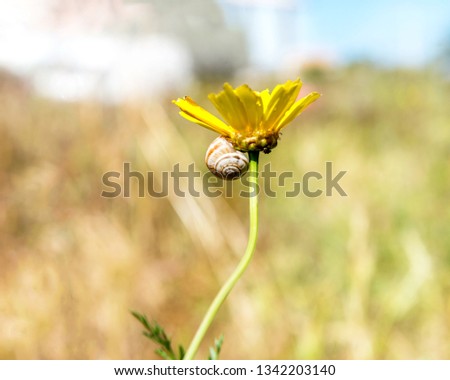 Snail on a yellow flower in spring.