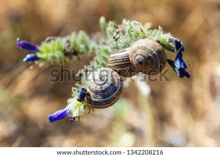 Many snails on the plant in the spring.
