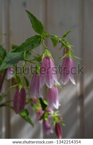 Campanula punctata. Beautiful pink flowers of spotted bellflower on wooden background. Balcony greening.
