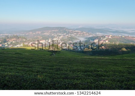 Unique background with fresh green tea leaves, tea hill, lonely tree and blue sky. Picture use for tea production, advertising, design, marketing, packaging and more