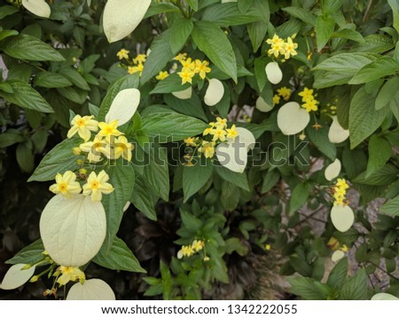 Close up on yellow flowers of Yellow Mussaenda (Mussaenda flava)