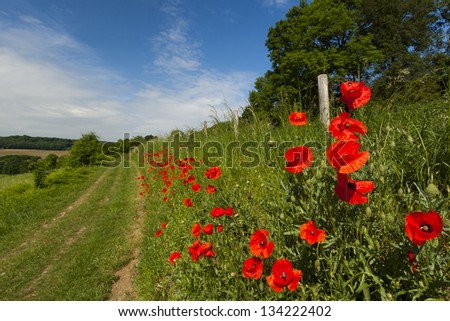 Poppy flowers in nature
