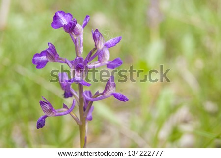 Green-winged Orchid at Letea