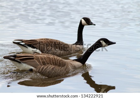 Wild goose (Anser anser)