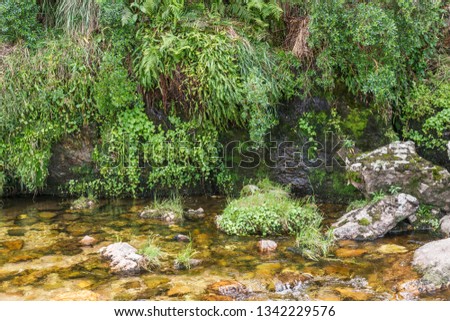 Natural plant wall on the transparent river with sand and stone background