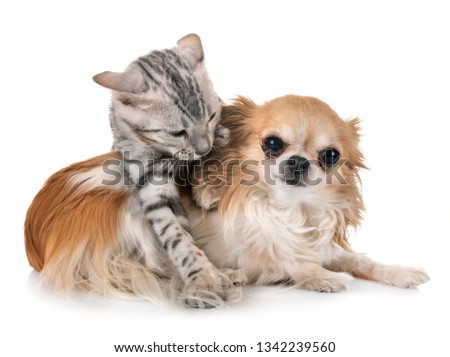 bengal cat  and chihuahua in front of white background