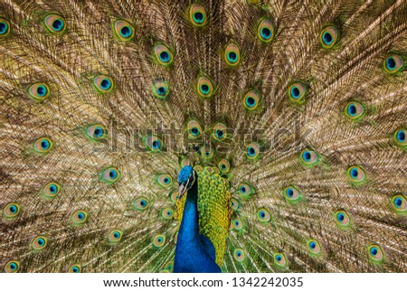 The peacock male dissolved the plumage. Habitat.
