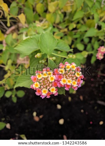 Close up of cute pink and white Lantana Camara flowers with black background