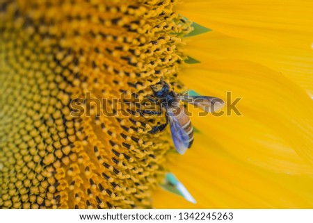 Closeup picture of a bee on the sunflower background