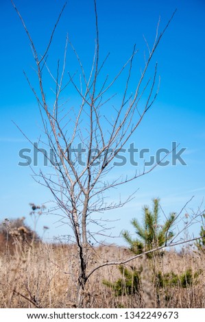 Young bare tree and small fir tree in a field of dry last year's grass on the cloudless sky background in spring