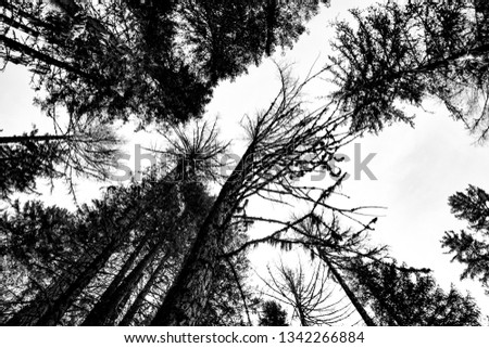 black and white shot of trees in the alps of styria, austria