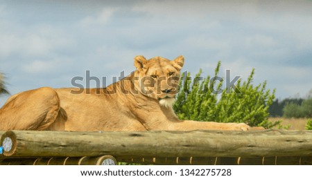 Beautiful young brown African Lioness sitting idle in a game reserve