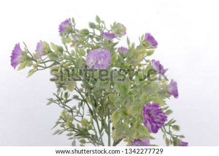 a collection of green leafy purple flowers
