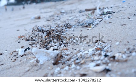 
Shells at the beach